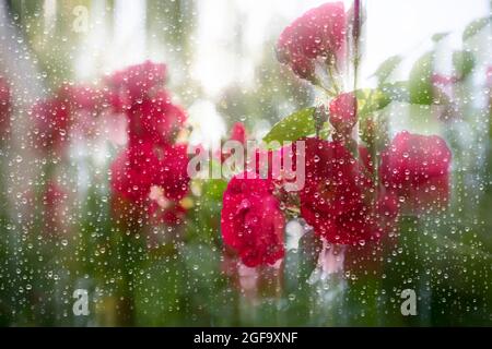 Rote Rosen hinter Glas, bedeckt mit Regentropfen. Stockfoto