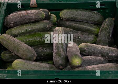 Gurken als Hintergrund, in einem Markt. Stockfoto