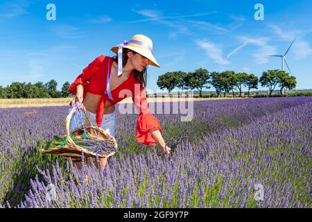Schöne Frau sammelt Lavendel in einem blühenden Feld mit ihrem Korb. Sie trägt eine rote Bluse, weiße Shorts und einen Strohhut. Stockfoto
