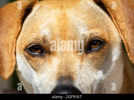 Ein männlicher Mischlingsbeagle blickt aufmerksam auf die Kamera. Stockfoto