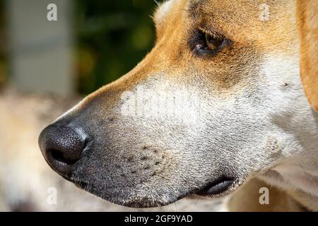 Ein Mischlingsbeagle blickt in die Ferne. Seitliches Hochformat. Stockfoto