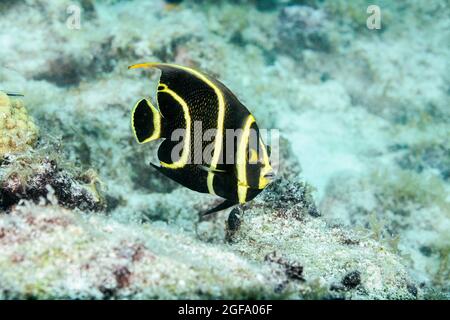 Juveniler Grauer Angelfisch Stockfoto