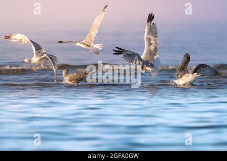 Nahaufnahme einer Schar von Möwen, die im späten Nachmittagslicht aus flachem Wasser abheben Stockfoto