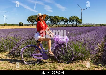 Radfahren in Italien. Eine glückliche junge Frau sitzt auf ihrem Fahrrad inmitten eines blühenden Lavendelfeldes. Windenergieanlagen für erneuerbare Energien auf dem Stockfoto