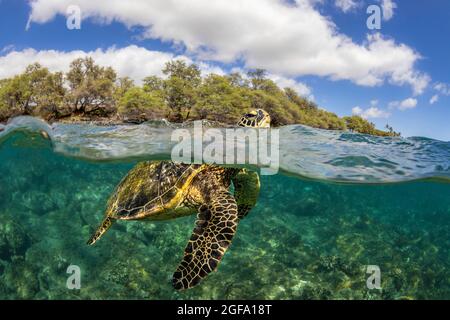 Eine grüne Meeresschildkröte, Chelonia mydas, eine vom Aussterben bedrohte Art, hebt den Kopf für einen Atemzug über einem flachen Riff in Hawaii. Stockfoto