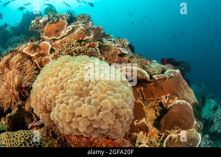 Bubble Coral, Plerogyra sinuosa, auf einem Riff auf den Philippinen. Dies ist eine große Polyp-Steinkoralle oder ein großer Polyp skleractinian. Stockfoto