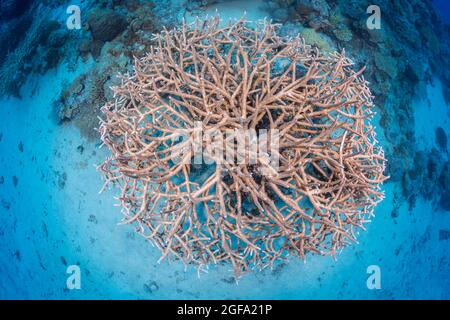 Ein Blick direkt auf eine Kolonie von delikaten Steinkorallen, Acropora acuminata, Fidschi. Stockfoto