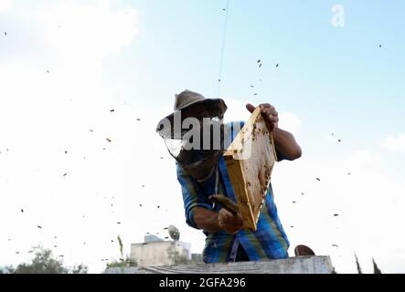 16. August 2021: Nablus, Westjordanland, Palästina. 16. August 2021. Der palästinensische Bauer Ahmad hajja extrahiert Honig aus seinem Bienenstock im Dorf Burka im Westjordanland, nordwestlich von Nablus. Ahmad, der in seiner Region ein erfahrener Imker ist, schützt beim Honigsammeln nur sein Gesicht und ist sehr zuversichtlich, die mit Bienen gefüllten Rahmen zu handhaben. Er weiß auch, wie viel Honig die Bienen im Bienenstock hinterlassen sollen (Bild: © Mohammed Turabi/IMAGESLIVE via ZUMA Press Wire) Stockfoto