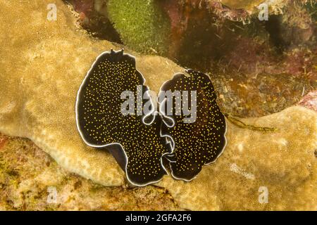 Ein Paar marine Plattwürmer, Thysanzoon nigropapilosus, Yap, Föderierte Staaten von Mikronesien. Stockfoto