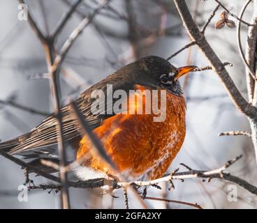 Robin mit einem Kuss von Schnee Stockfoto