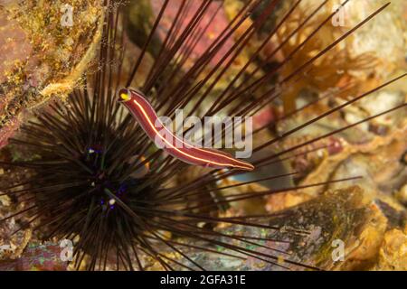 Der gestreifte Anglerfisch, Diademichthys lineatus, ist auch als der Langschnauzenfisch und Seeigel-Anglerfisch auf den Philippinen bekannt. Stockfoto