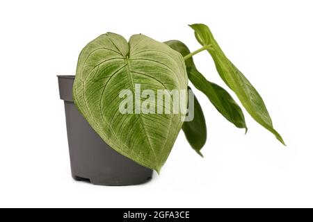 Kleine tropische 'Syngonium macrophyllum Frosted Heart'-Zimmerpflanze in Blumentopf isoliert auf weißem Hintergrund Stockfoto