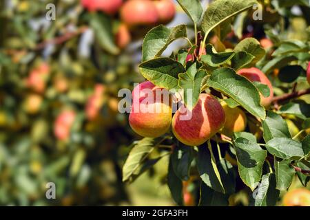 Reife rote und gelbe Äpfel wachsen im Spätsommer auf Obstbäumen Stockfoto