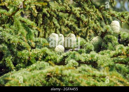 Zypern Zeder, Zypern-Zeder, Cedrus brevifolia, ciprusi cédrus Stockfoto