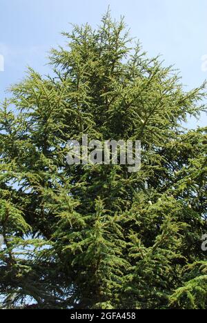 Zypern Zeder, Zypern-Zeder, Cedrus brevifolia, ciprusi cédrus Stockfoto