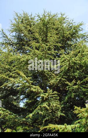 Zypern Zeder, Zypern-Zeder, Cedrus brevifolia, ciprusi cédrus Stockfoto