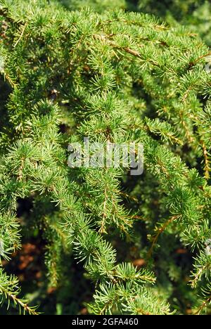 Zypern Zeder, Zypern-Zeder, Cedrus brevifolia, ciprusi cédrus Stockfoto