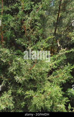 Phönizischer Wacholder oder Arâr, Phönizischer Wacholder, Rotfrüher Wacholder, Juniperus phoenicea, föníciai boróka Stockfoto