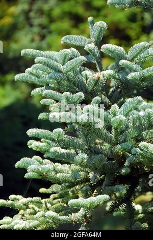 Subalpine Tanne oder Rocky Mountain Tanne, Felsengebirgs-Tanne, Felsen-Tanne, Abies lasiocarpa, Sziklás-hegységi jegenyefenyő Stockfoto