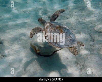 Eine Darstellung einer Meeresschildkröte, die über einem sandigen Bereich des Ozeans schwimmend ist. Stockfoto