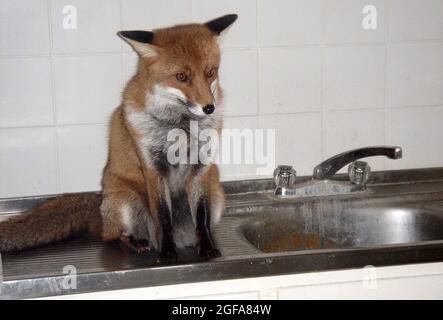 Die 6-jährige Fuchs Miss Snooks in der Küche ihrer Wohnung wurde von den gutherzigen Tierliebhabern Steve und Nola Edgington versorgt. PIC MIKE WALKER 2009 Stockfoto