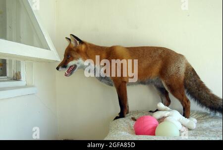 Die 6-jährige Fuchs Miss Snooks schaut aus dem Wiondow aus dem Bett in ihrer Wohnung, das von den gutherzigen Tierliebhabern Steve und Nola Edgington zur Verfügung gestellt wurde. PIC MIKE WALKER 2009 Stockfoto