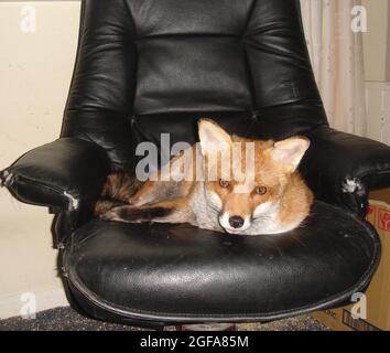 Die 6-jährige Fuchs Miss Snooks rollt sich in ihrer Wohnung, die von den gutherzigen Tierliebhabern Steve und Nola Edgington bereitgestellt wird, auf ihrem Lieblingsstuhl zusammen. PIC MIKE WALKER 2009 Stockfoto