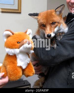 Die 6-jährige Fuchs Miss Snooks und eines ihrer Kuscheltiere in ihrer Wohnung, die von den gutherzigen Tierliebhabern Steve und Nola Edgington zur Verfügung gestellt werden. PIC MIKE WALKER 2009 Stockfoto