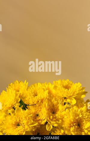 Gelbe Chrysanthemen blühen aus nächster Nähe - bis flach liegend. Hintergrund der Herbstblumen in hellem Sonnenlicht. Weicher Fokus, Draufsicht kopieren Raum Blume Komposition. Stockfoto
