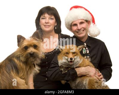 Die 6-jährige Fuchs Miss Snooks feiert Weihnachten in ihrer Wohnung, die von den gutherzigen Tierliebhabern Steve und Nola Edgington bereitgestellt wird. PIC MIKE WALKER 2009 Stockfoto