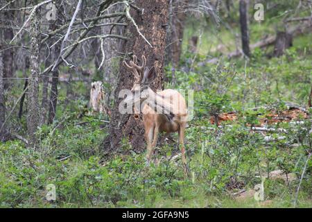 Rehe auf der Wiese Stockfoto