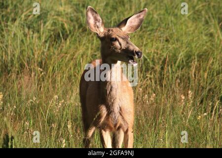 Rehe auf der Wiese Stockfoto