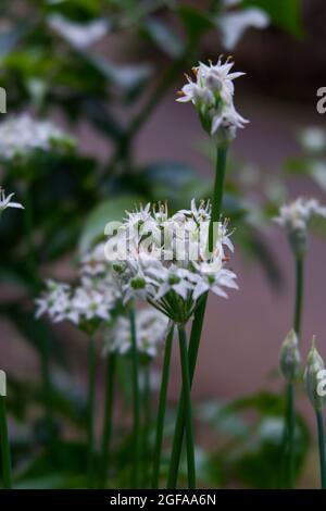 Vertikale Aufnahme von schönen weißen Blumen Stockfoto