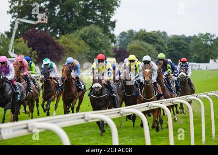 Pferde und ihre Jokceys galoppieren zu Beginn eines Rennens während des Ebor Racing Festivals bei York Races die Geraden hinunter. Stockfoto