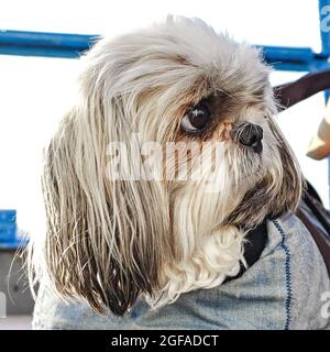 shih tzu Hundekopf Nahaufnahme. Begleithund mit großen runden Augen Stockfoto