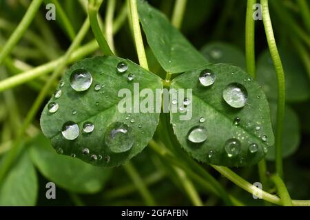 Regentropfen auf Kleeblättern Stockfoto