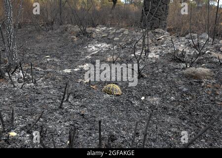 Eine Hermannschildkröte (Testudo hermanni) bewegt sich im verbrannten Wald des Parc Naturel des Maures.am 16. August begann ein Feuer, das mehr als 7000 Hektar im natürlichen Massiv der Maures im Departement Var (Frankreich) verwüstet hat. Hermanns Schildkröte, die einzige französischen Ursprungs, lebte in diesem Naturpark, der seinen endemischen Raum darstellte. Bérangère Abba, Delegierter für Biodiversität in der französischen Regierung, kam zur Unterstützung des Turtle Rescue Centre, das am Fuße der verbrannten Berge im Dorf Carnoules (Var) errichtet wurde. Stockfoto