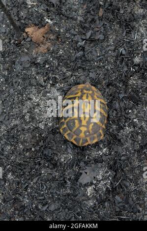 Eine Hermannschildkröte (Testudo hermanni) bewegt sich im verbrannten Wald des Parc Naturel des Maures.am 16. August begann ein Feuer, das mehr als 7000 Hektar im natürlichen Massiv der Maures im Departement Var (Frankreich) verwüstet hat. Hermanns Schildkröte, die einzige französischen Ursprungs, lebte in diesem Naturpark, der seinen endemischen Raum darstellte. Bérangère Abba, Delegierter für Biodiversität in der französischen Regierung, kam zur Unterstützung des Turtle Rescue Centre, das am Fuße der verbrannten Berge im Dorf Carnoules (Var) errichtet wurde. Stockfoto