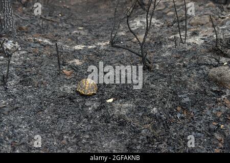 Eine Hermannschildkröte (Testudo hermanni) bewegt sich im verbrannten Wald des Parc Naturel des Maures.am 16. August begann ein Feuer, das mehr als 7000 Hektar im natürlichen Massiv der Maures im Departement Var (Frankreich) verwüstet hat. Hermanns Schildkröte, die einzige französischen Ursprungs, lebte in diesem Naturpark, der seinen endemischen Raum darstellte. Bérangère Abba, Delegierter für Biodiversität in der französischen Regierung, kam zur Unterstützung des Turtle Rescue Centre, das am Fuße der verbrannten Berge im Dorf Carnoules (Var) errichtet wurde. Stockfoto