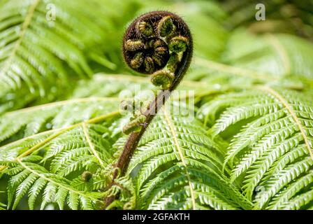 Entfaltung Wedel (Koru) der Silver Fern (alsophila Dealbata), Marlborough Sounds, Region Marlborough, Neuseeland Stockfoto