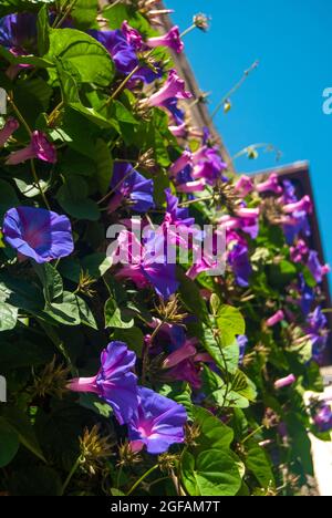 Violette Morgenblüten an der Wand des Gebäudes - Ipomoea purpurea, Portugal, Vertical Stockfoto