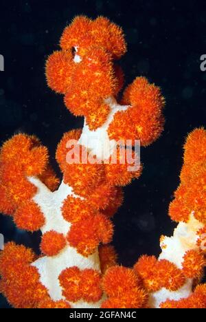 Orange weiche Korallen, Bunaken National Marine Park, Sulawesi, Indonesien Stockfoto