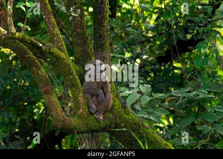 Olive Pavian sitzt auf dem Ast. Pavian im Regenwald. Tierwelt in Uganda. Stockfoto