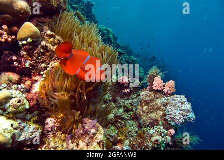 Spinecheek-Anemonefisch, Bunaken National Marine Park, Sulawesi, Indonesien Stockfoto