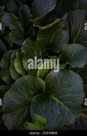 Nahaufnahme der badan-Pflanze mit großen grünen Blättern vor Sonnenuntergang auf dem Blumenbeet. Stockfoto