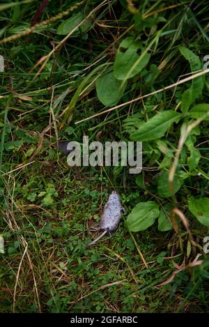 Eine tote Wühlmaus auf einem Pfad zwischen dem Gras gefunden. Stockfoto