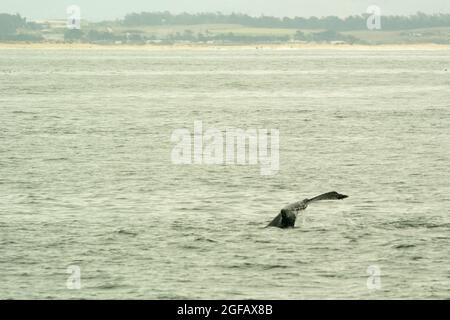 Der Schwanz eines Buckelwals, der in der Monterey Bay, nicht weit vom Ufer entfernt, schwimmt. Die Küste bei Moss Landing ist im Hintergrund zu sehen. Stockfoto