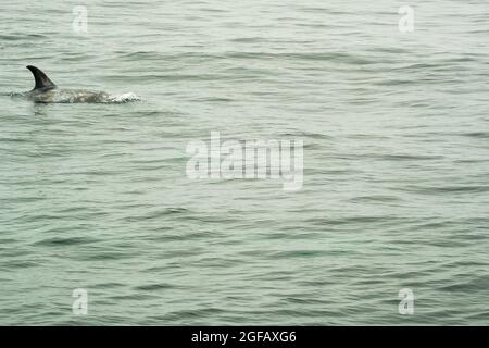 Die Rückenflosse des wilden Risso's Dolphin schwimmt in Monterey Bay, Kalifornien, und zeigt markante weiße Schreckenbildung Stockfoto