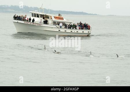 4 Risso's Dolphins schwimmen vor dem weißen Fiberglas-Walbeobachtungsboot „Star of Monterey“. Passagiere an Deck beobachten und Filmen wilde Delfine Stockfoto