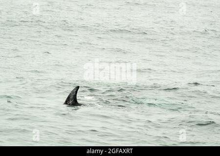 Die Rückenflosse des wilden Risso's Dolphin schwimmt in Monterey Bay, Kalifornien, und zeigt markante weiße Schreckenbildung Stockfoto